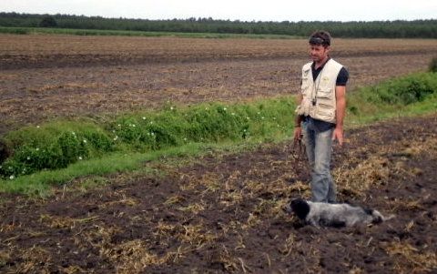 du Crohot noir - Setter Anglais à vendre