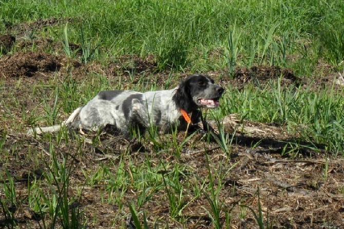 du Crohot noir - Setter Anglais à vendre