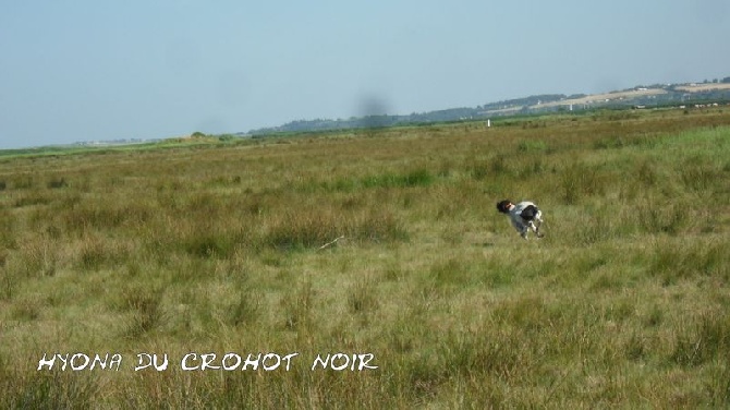 du Crohot noir - training avec yoyo!!