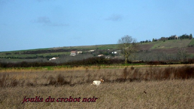 du Crohot noir - training JOULIA