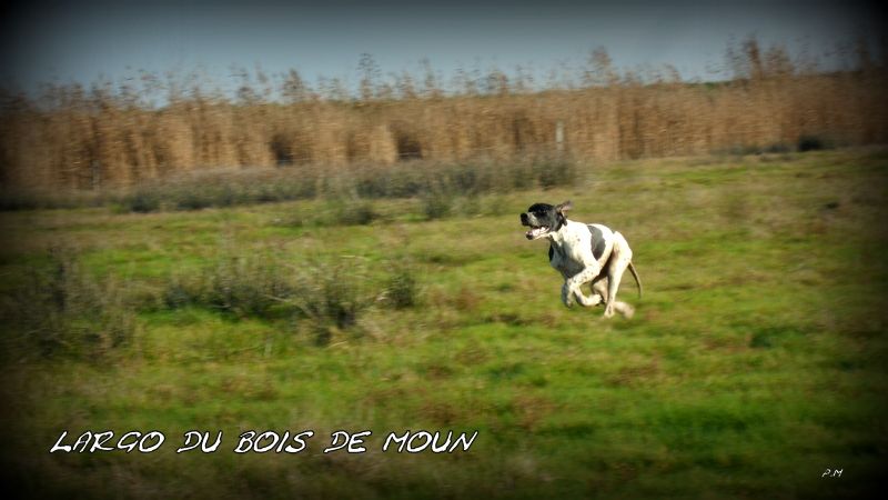 du Crohot noir - LARGO DU BOIS DE MOUN