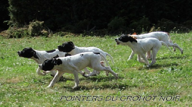 du Crohot noir - Nouvelles naissances.......