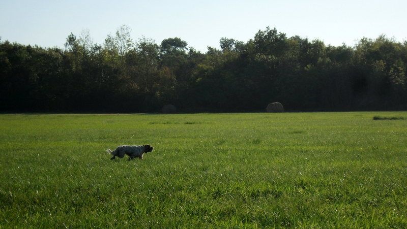 entrainement/chasse