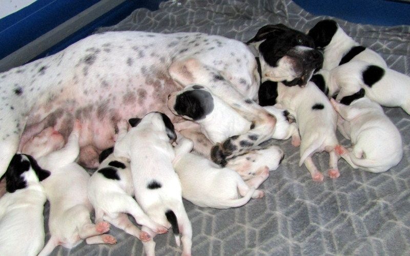 Chiot Pointer du Crohot noir