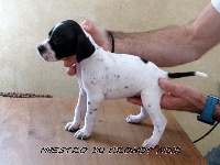 MAESTRO