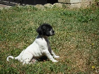 giulietta