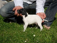 IAGO