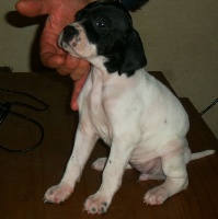 CHIOT