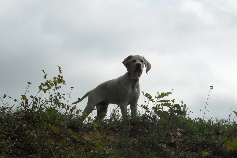 du Crohot noir - Pointer - Portée née le 20/04/2011